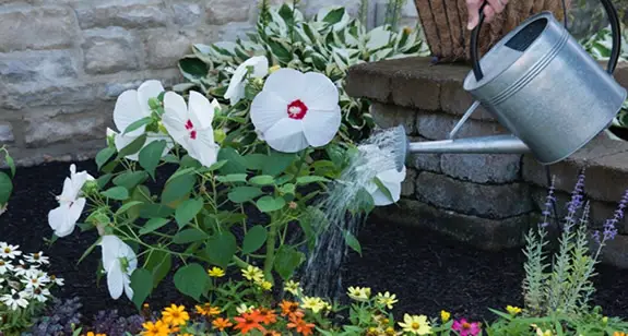 Watering Hibiscus