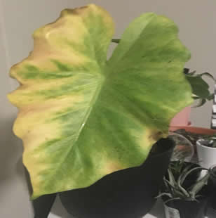 yellowing leaves on indoor elephant ear plant
