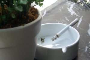 Cigarette burning and smoking beside houseplant