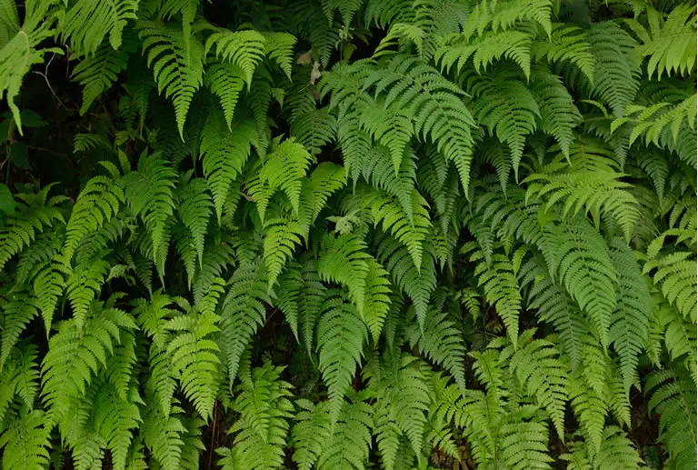 A healthy fern