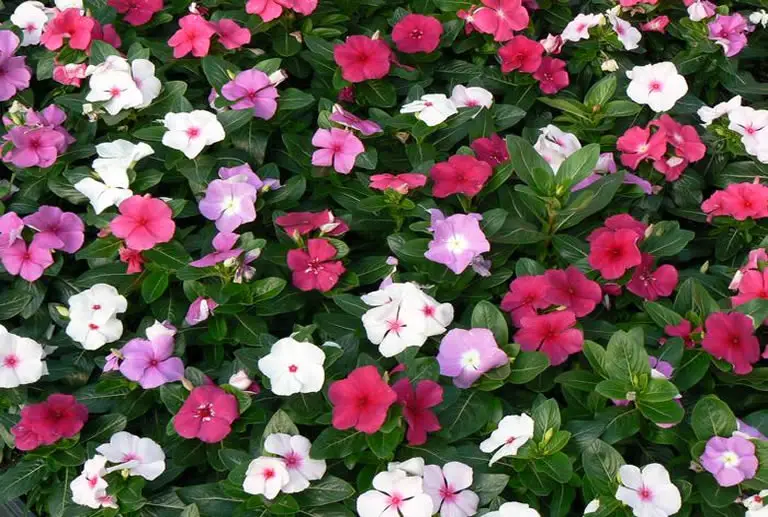 Blooming mixed colored periwinkles