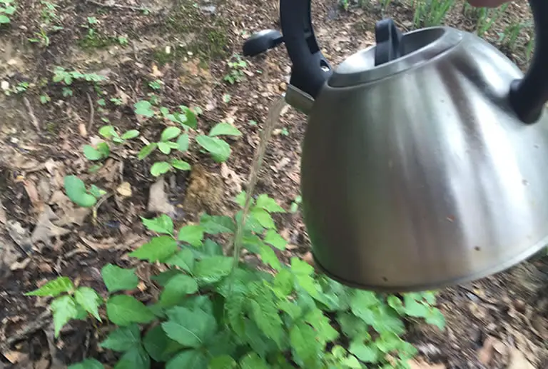 Pouring kettle boiled water on plant