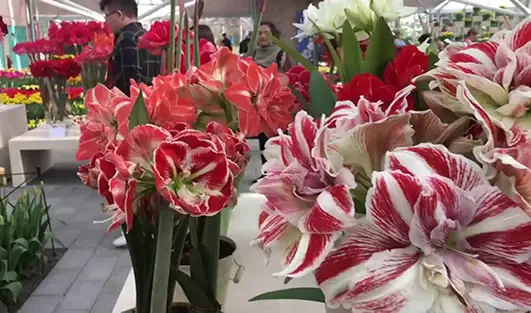 A few different species of Amaryllis with different colored blooms