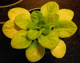 African violet leaves turned yellow
