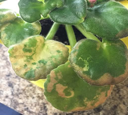 African violet leaves turning light green