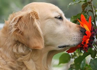 Dog smelling amaryllis