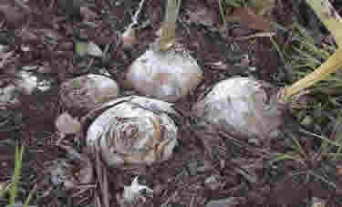 amaryllis bulbs planted in garden
