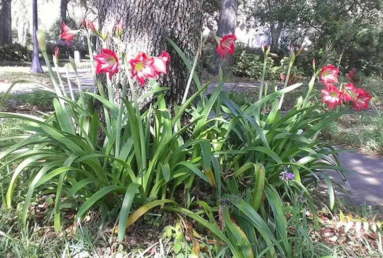 amaryllis growing outside