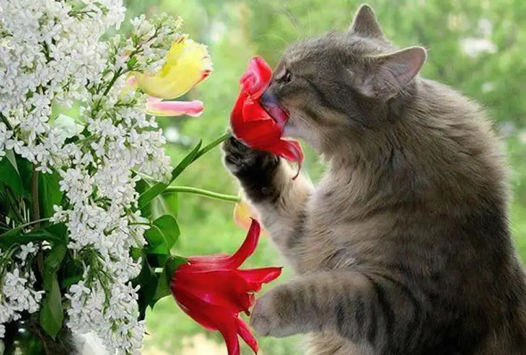 cat smelling amaryllis