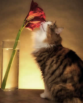 cat smelling amaryllis
