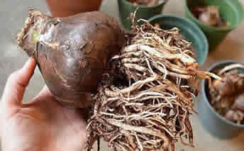 Amaryllis bulb in dormancy