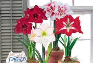 Amaryllis finished blooming