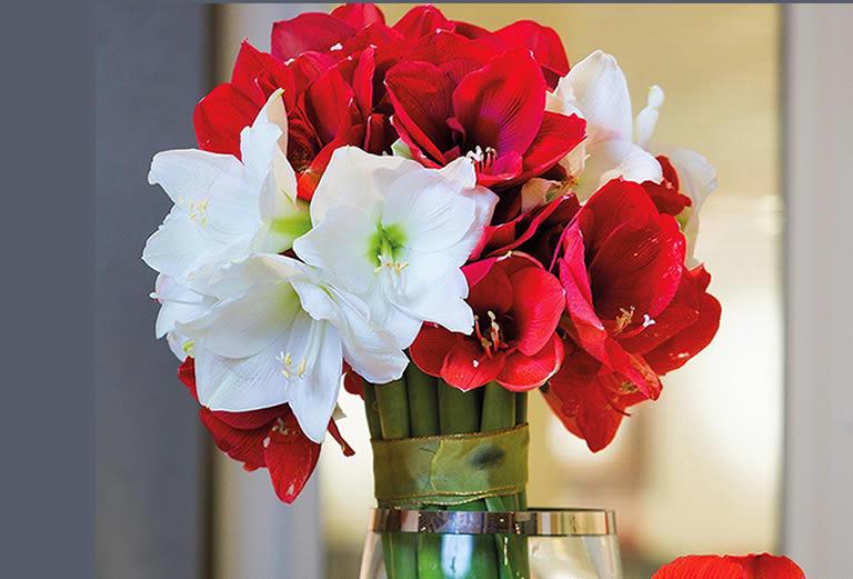 Cut amaryllis flowers in vase