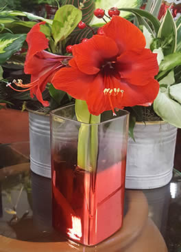 Cut amaryllis in vase