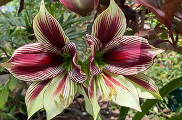 Outdoor butterfly amaryllis