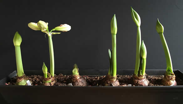 Stagnating amaryllis growth cycles
