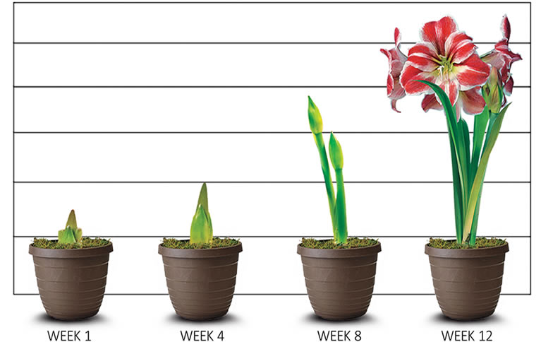amaryllis growth stages