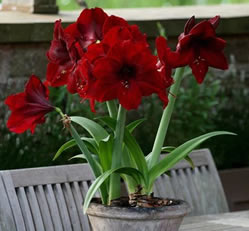 potted outdoor amaryllis in uk
