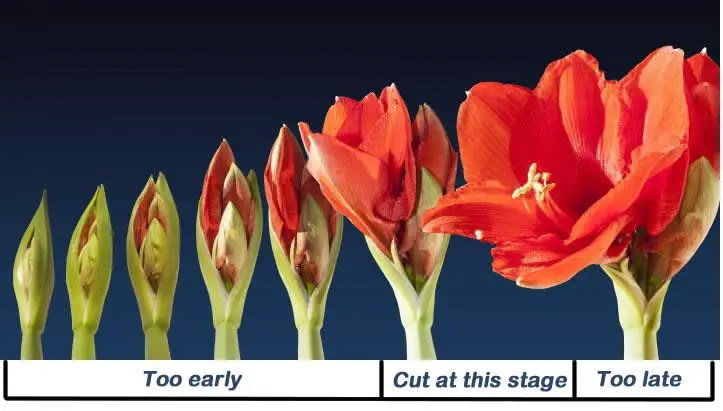 when to cut amaryllis flower