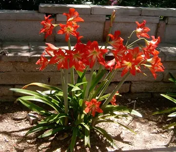 Amaryllis growing outside in climate zone 10
