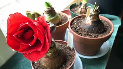 Amaryllis reblooming