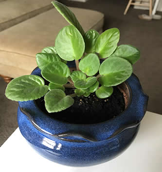 A healthy african violet that won't bloom