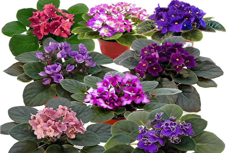 7 Things You Never Knew About African Violets