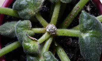 African violet crown