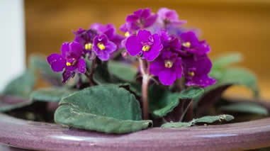 African violet in bloom