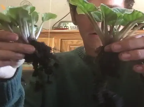 African violet separated at roots