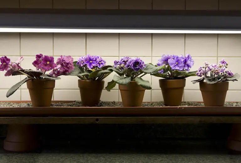 Guide To The Essential Light Needs Of African Violets