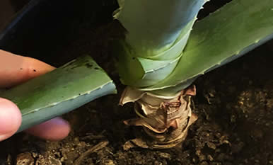 Aloe leaf cutting