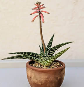 Aloe plant blooming