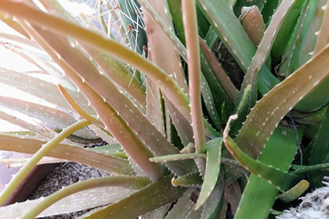 Aloe plant leaves turning brown