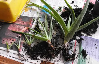 Aloe plant with 1 big and 3 small offsets