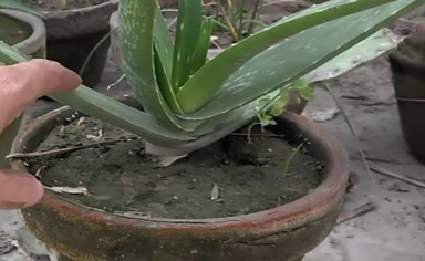 Aloe vera DIY soil mix