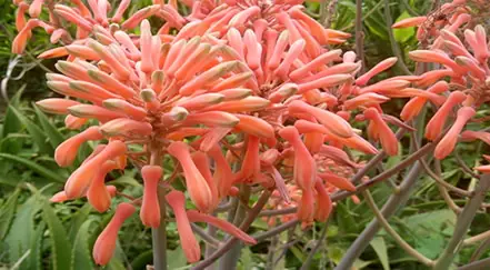 Aloe vera flowers in full bloom