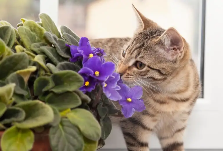 Are african violets poisonous - cat smelling african violet