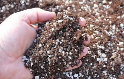 Cactus soil perfect for aloe plants