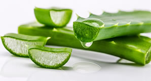 Cut aloe vera leaves oozing latex