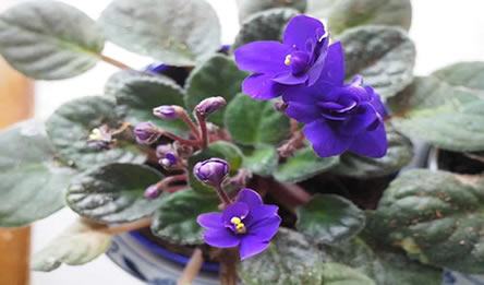 New blooms on african violet