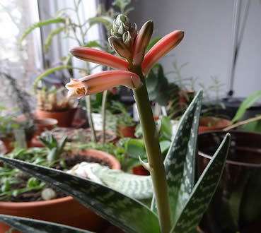 New blooms on aloe plant