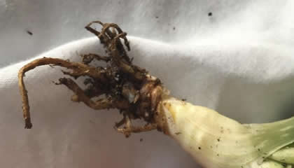 Root rot in aloe plant