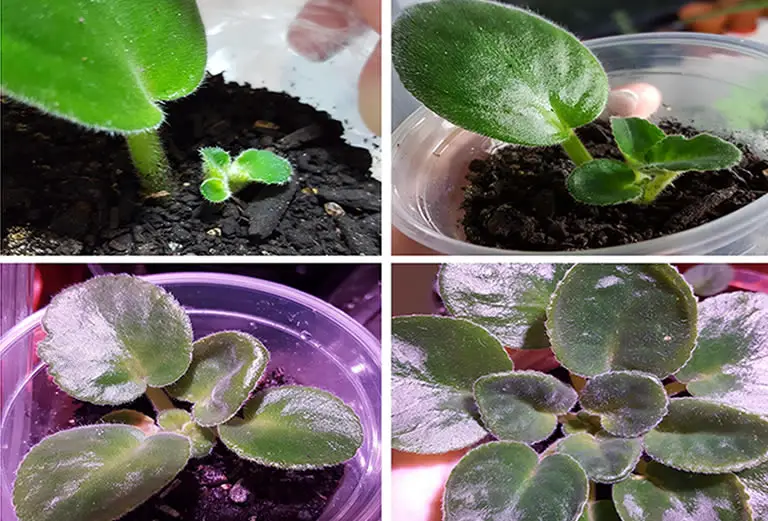 Stages of a growing african violet