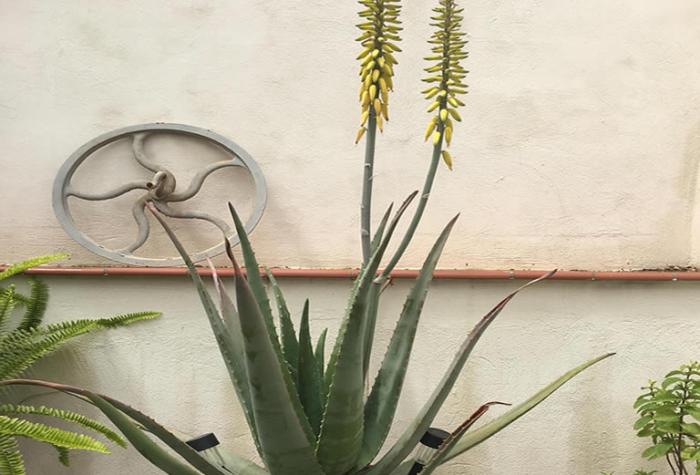 aloe plant starting to bloom