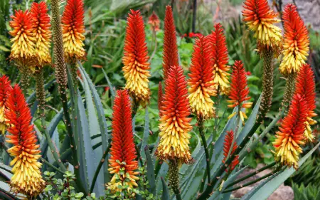 aloe vera flower