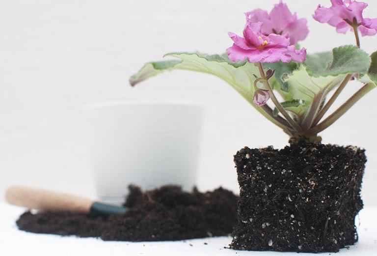 repotting an african violet