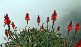 Aloe plant bloom