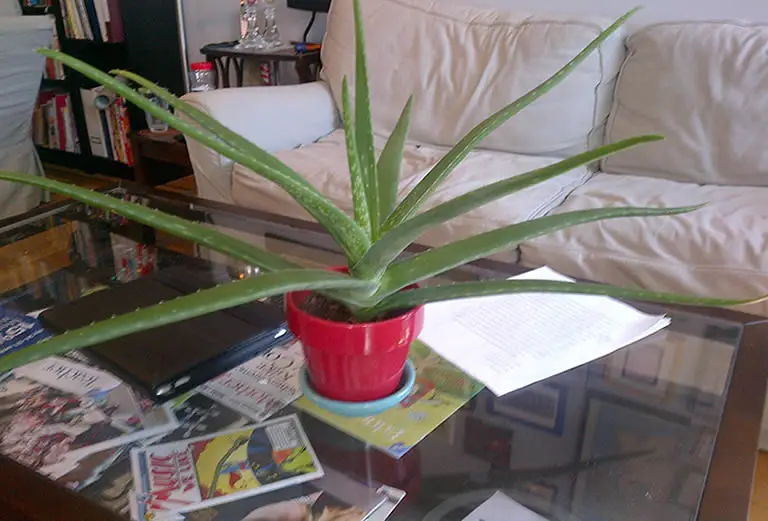 Aloe Plant Care Basics For A Healthy Vibrant Succulent