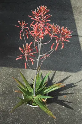 Aloe vera in bloom
